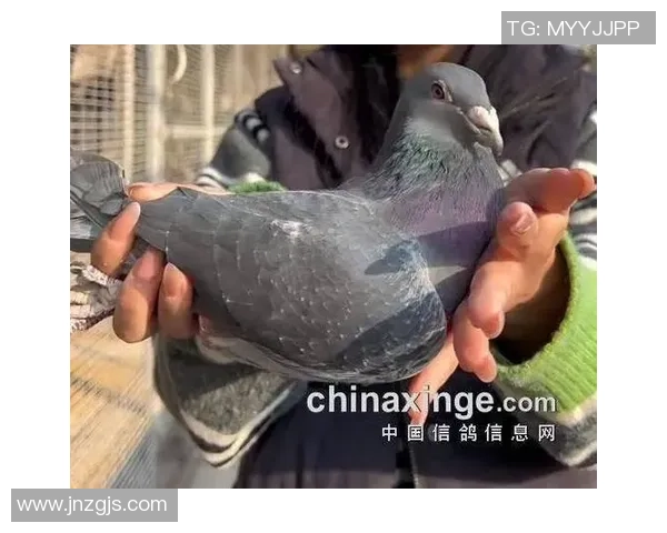 吴军专访：从青涩少年到网球巨星的奋斗与成长之路